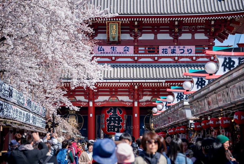 View of numerous visitors on Nakamise-dori shopping street with Hozomon Gate of Asakusa Shrine or Senso-ji Temple, blooming cherry trees, Buddhist temple complex, Asakusa, Tokyo, Japan