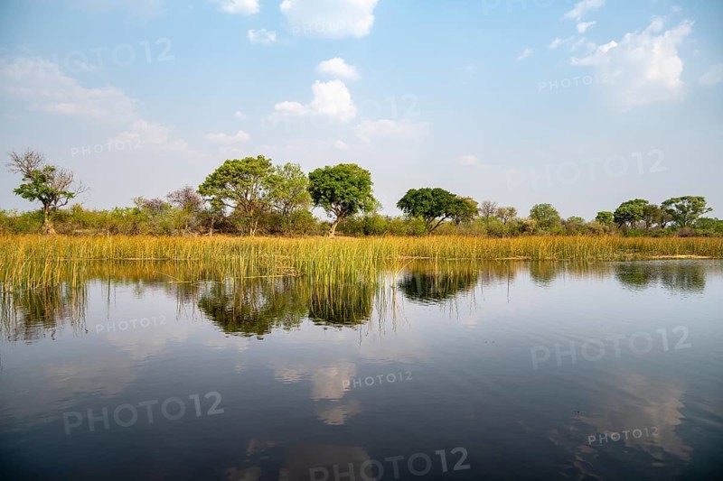 Trees reflected in water, river landscape, Thamalakane River, Okavango Delta, Botswana