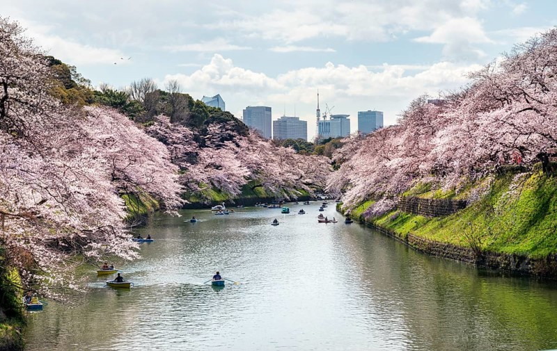Chidorigafuchi Canal with rowing boat in front of blooming cherry trees, moat, Japanese cherry blossom in spring, Hanami festival, Chidorigafuchi Green Way, Tokyo, Japan