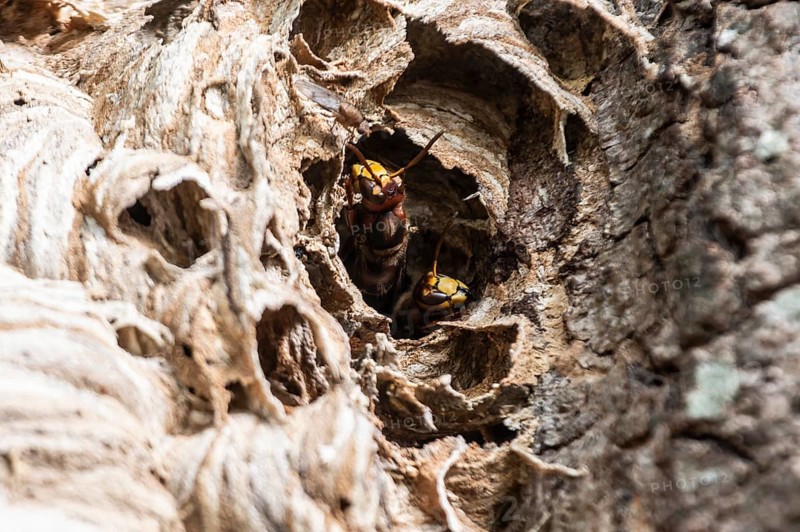 Hornissen (Vespa crabro), Emsland, Lower Saxony, Germany
