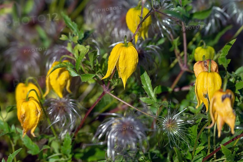 Gold Clematis (Clematis tangutica), Ahrenhoop, Darß, Mecklenburg-Western Pomerania, Germany