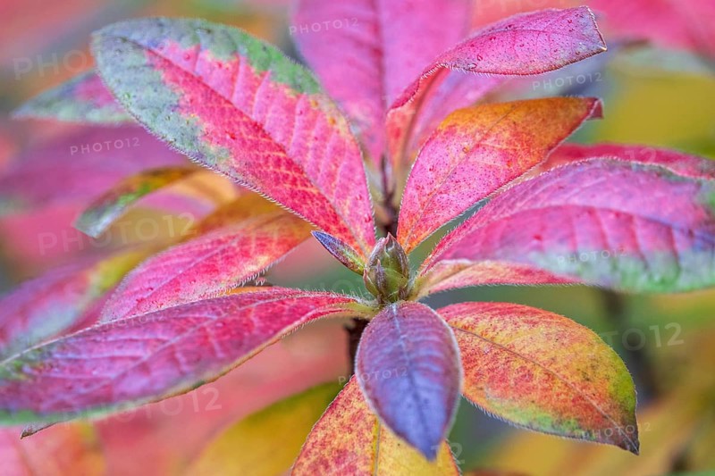 Azalea (Azalea), red colored autumn leaves, autumn colors, Baden-Württemberg, Germany