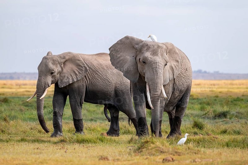 African elephant (Loxodonta africana), two animals in Longinye swamp with herons (Bubulcus ibis), Amboseli National Park, Rift Valley Province, Kenya