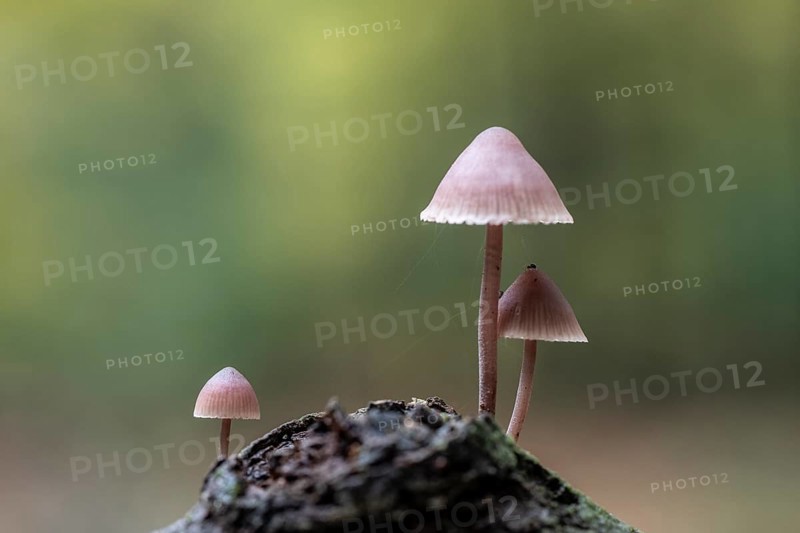 Large blood helmet (Mycena haematopus), Emsland, Lower Saxony, Germany