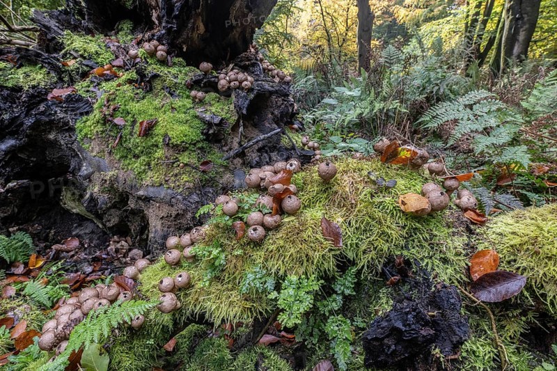 Pear Stäubling (Lycoperdon pyriforme), Emsland, Lower Saxony, Germany
