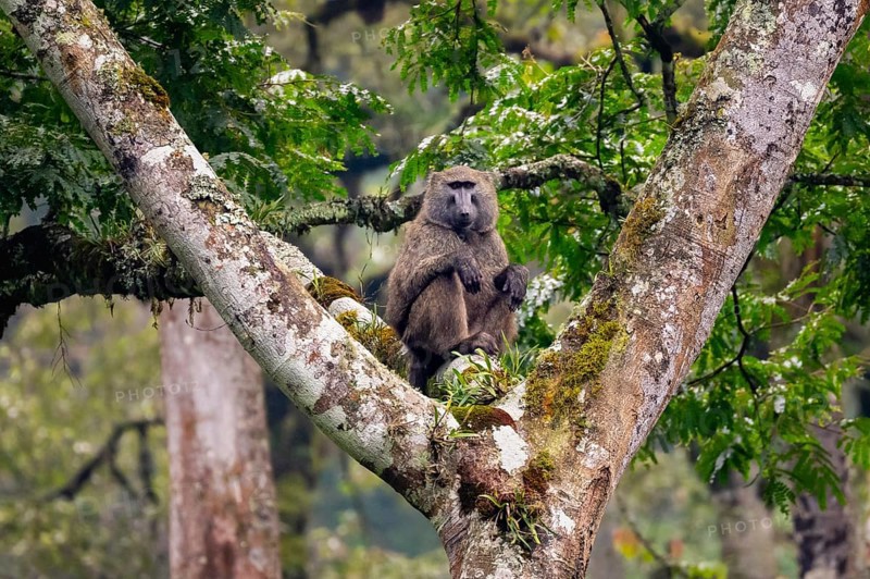 Anubispavian or green baboon (Papio anubis) sitting in a tree in a branch fork, Bwindi Impenetrable Forest, Uganda