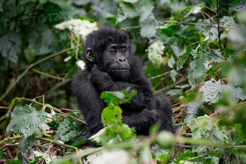 Young animal, mountain gorilla (Gorilla berengei berengei), Bwindi Impenetrable National Park, Uganda