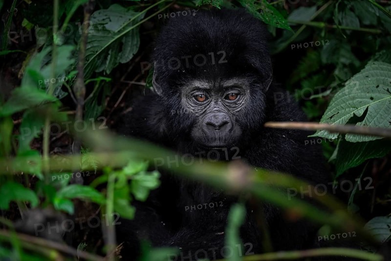 Young animal, mountain gorilla (Gorilla berengei berengei), Bwindi Impenetrable National Park, Uganda