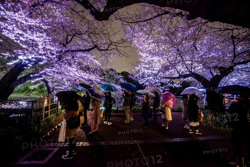 People walking under blooming illuminated cherry trees at night, Japanese cherry blossoms in spring, Hanami Festival, Chidorigafuchi Green Way, Tokyo, Japan