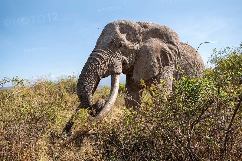 African elephant (Loxodonta africana) eats leaves, the famous Super Tusker elephant Craig, old male with long tusks, Kajiado County, Kenya