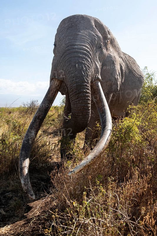 African elephant (Loxodonta africana) eats leaves, the famous Super Tusker elephant Craig, old male with long tusks, Kajiado County, Kenya