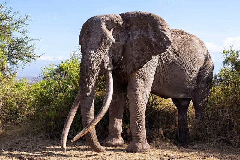 African elephant (Loxodonta africana) the famous Super Tusker elephant Craig, old male with long tusks, Kajiado County, Kenya