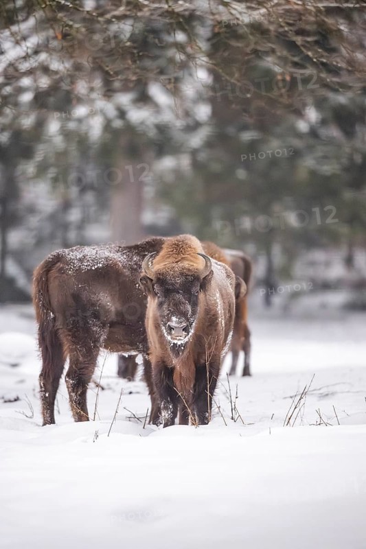 European bison (Bison bonasus) or Wisent standing on a meadow next to the forest in winter, snow, Bavaria, Germany