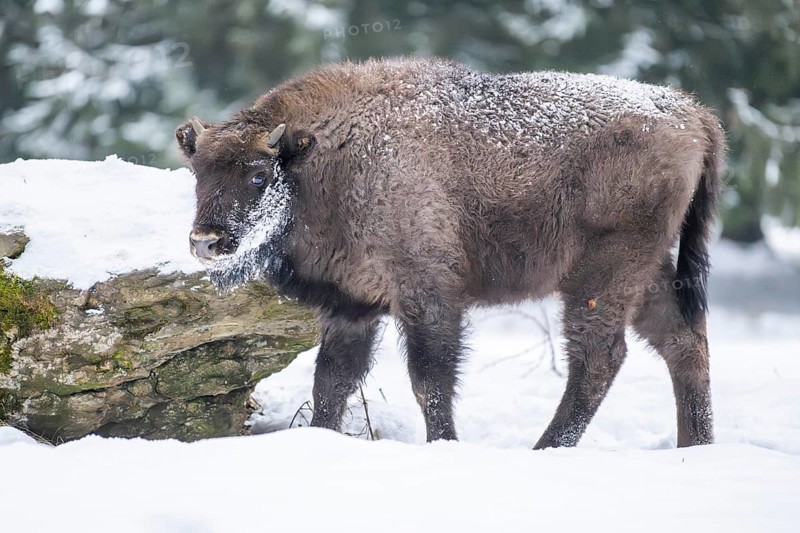 European bison (Bison bonasus) or Wisent standing on a meadow next to the forest in winter, snow, Bavaria, Germany