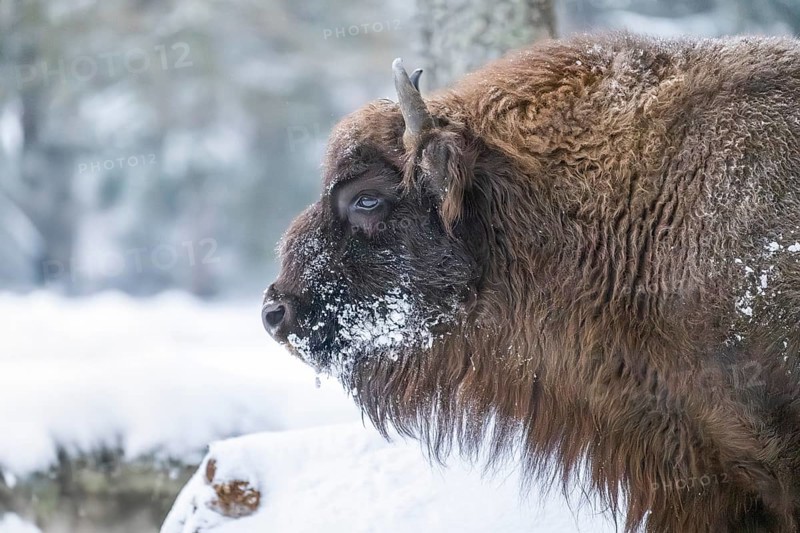 European bison (Bison bonasus) or Wisent portrait in winter, snow, Bavaria, Germany