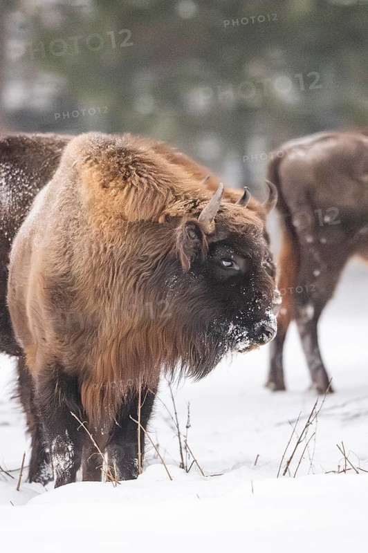 European bison (Bison bonasus) or Wisent standing on a meadow next to the forest in winter, snow, Bavaria, Germany