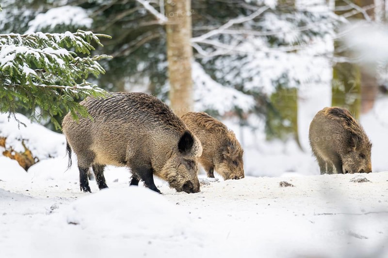 Wild boar (Sus scrofa) standing in a forest in winter, snow, Bavaria, Germany