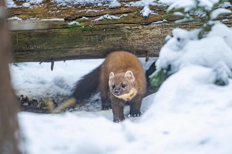 European pine marten (Martes martes) standing in the snow in winter, National Park Bavarian Forest, Bavaria, Germany