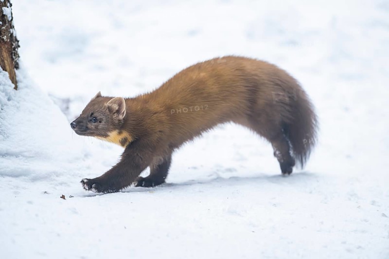 European pine marten (Martes martes) running in the snow in winter, National Park Bavarian Forest, Bavaria, Germany