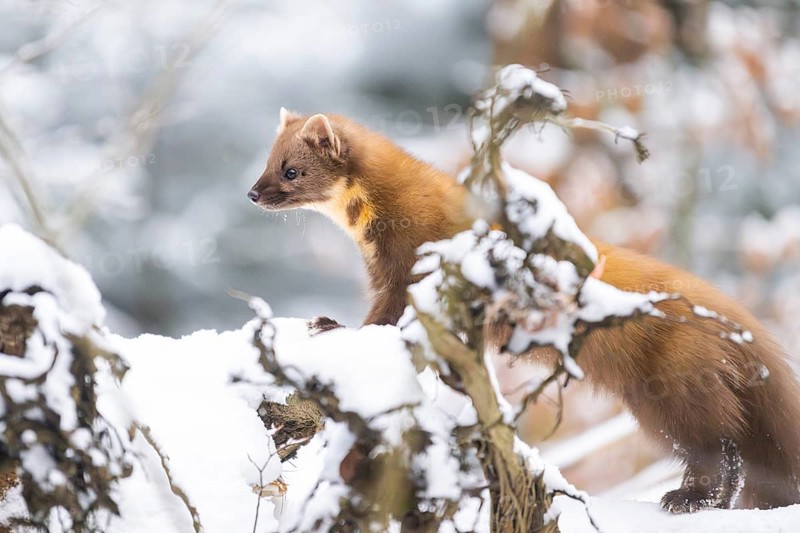 European pine marten (Martes martes) standing in the snow in winter, National Park Bavarian Forest, Bavaria, Germany