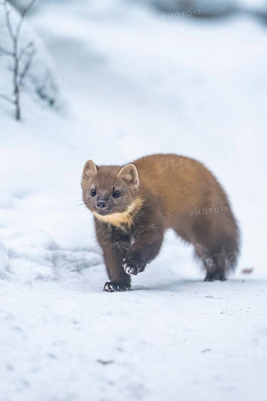 European pine marten (Martes martes) running in the snow in winter, National Park Bavarian Forest, Bavaria, Germany