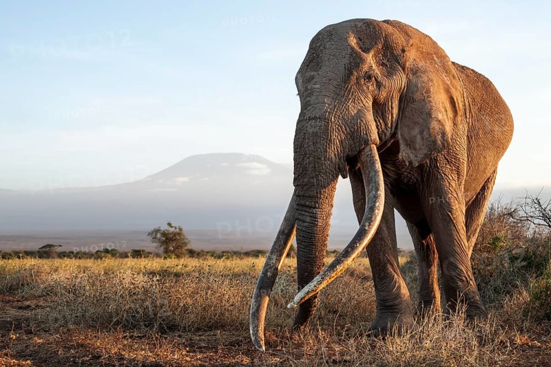 African elephant (Loxodonta africana), the famous Super Tusker elephant Craig, old male with long tusks, in picturesque landscape with the summit of Mount Kilimanjaro, in atmospheric evening light, Kajiado County, Kenya