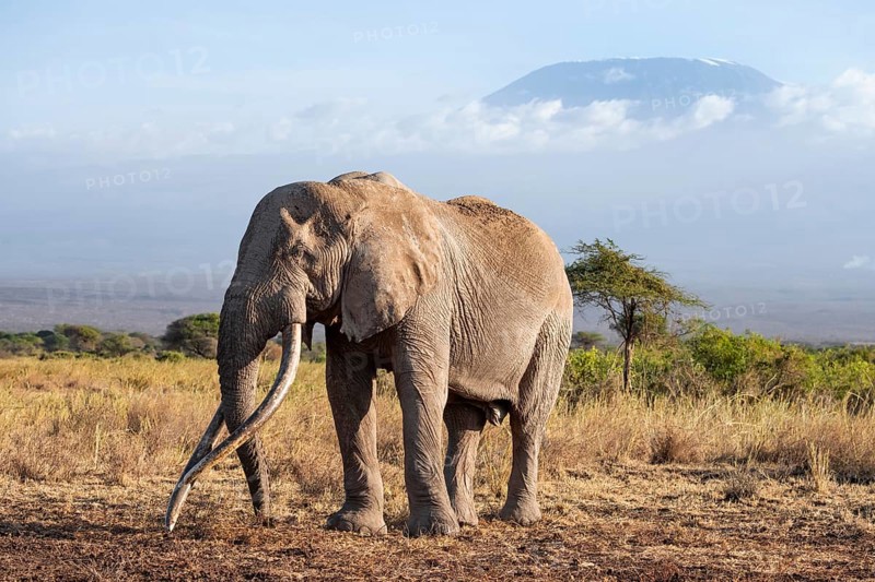 African elephant (Loxodonta africana) in picturesque landscape with the summit of Mount Kilimanjaro, the famous Super Tusker elephant Craig, old male with long tusks, in the evening light, Kajiado County, Kenya