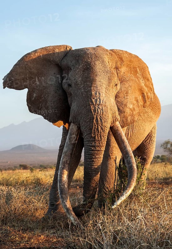 African elephant (Loxodonta africana), the famous Super Tusker elephant Craig, old male with long tusks, in the evening light, Kajiado County, Kenya