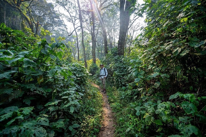 Tourist hiking trail through dense vegetation in tropical mountain rainforest, primeval forest, Bwindi Impenetrable Forest, Uganda