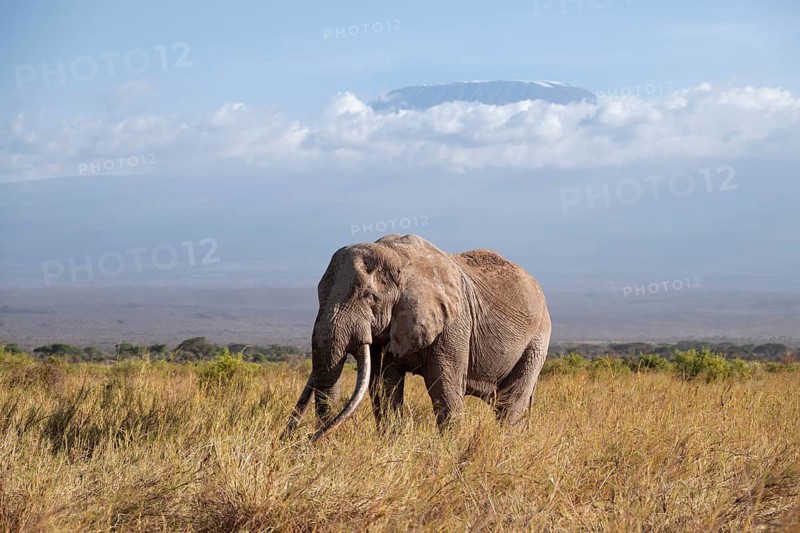 African elephant (Loxodonta africana) in picturesque savanna landscape with the summit of Mount Kilimanjaro, the famous Super Tusker elephant Craig, old male with long tusks, in the evening light, Kajiado County, Kenya