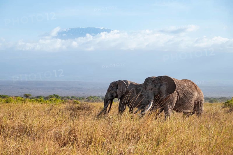 Two African elephants (Loxodonta africana) in a picturesque savanna landscape with the summit of Mount Kilimanjaro, the famous Super Tusker elephant Craig with his friend Pascal, old male with long tusks, in the evening light, Kajiado County, Kenya