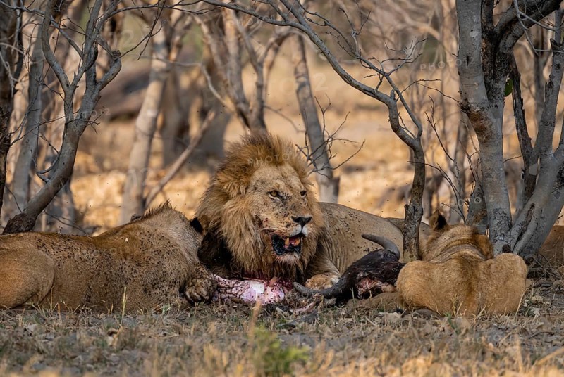 Lion (Panthera Leo) with kill, pack eats captured buffalo, adult male with prey, Moremi Game Reserve, Botswana