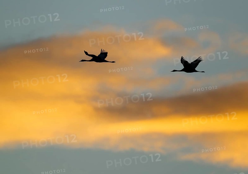 Crane (Grus grus) two cranes flying in the morning light against a blue sky with warm orange clouds, silhouettes, Lower Saxony, Germany