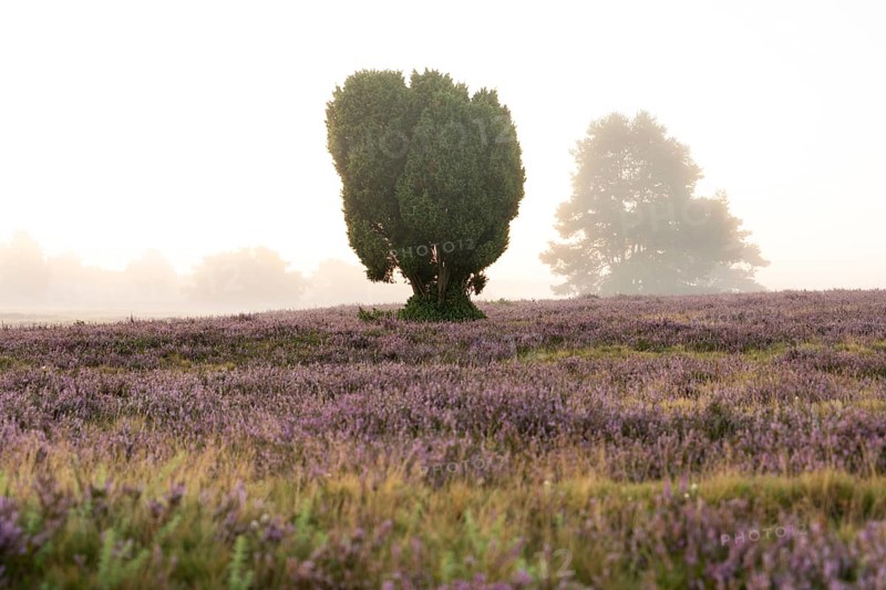 Enchanting morning atmosphere in August with fog in the blooming Lüneburger Heide near Niederhaverbeck