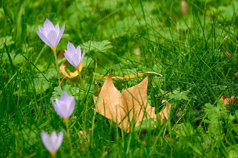 Autumn crocus, autumn time, Germany