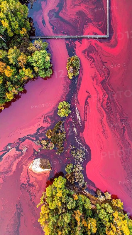 Red algae plant on the lake. abstract ecology nature concept, wild landscape with vibrant red colored water and green forest on a sunny day in summer, Aerial view, wilderness nature with no people around, AI generated