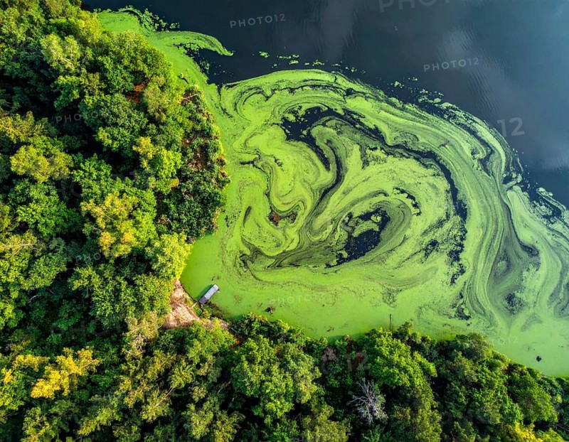 Green algae on the lake. Aerial view of nature, landscape with hills and forest in summer, cloudy sky, golden light at sunset, AI generated