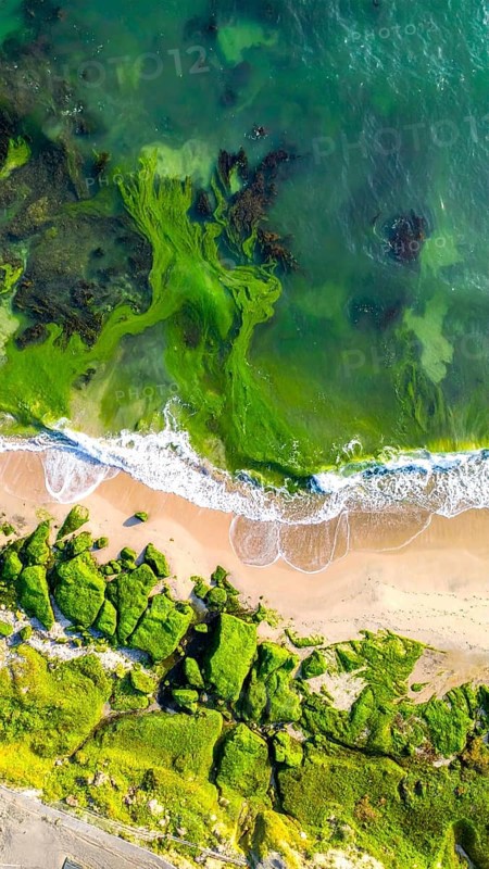 Green algae on the sandy shore of an ocean. Fascinating phenomenon of wild coastline with green plants, white sands, stone, blue water and cliffs, Aerial view of a beautiful abstract unreal and textured landscape, AI generated