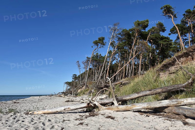 The west beach on the Darß peninsula on the Baltic Sea, Mecklenburg-Western Pomerania, Germany