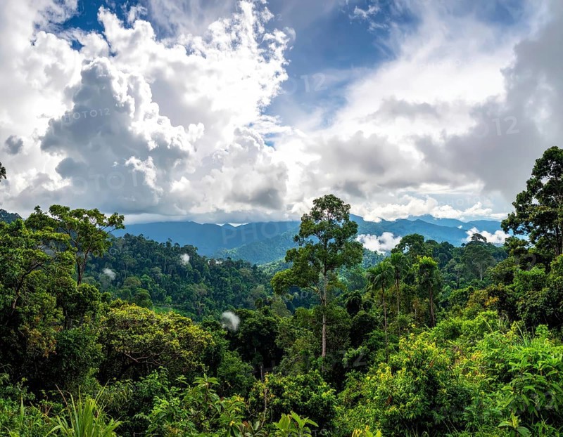 Banner background of tropical forest landscape scene, green wild jungle, cloudy sky at morning, concept and symbol of environmental ecology and sustainable energy, AI generated