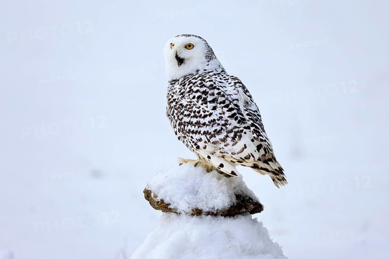Snowy owl (Nyctea scandiaca), snowy owl, adult, alert, in snow, perch, in winter, Bohemian Forest, Czech Republic, Europe, Germany, captive