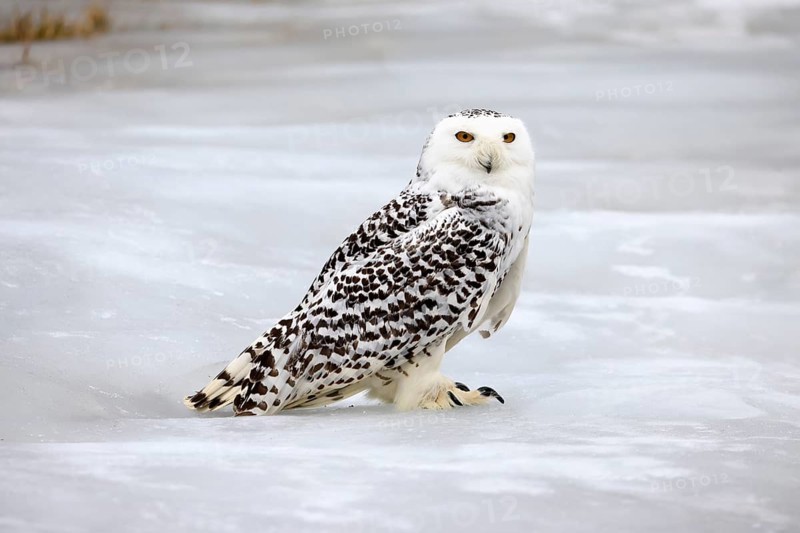 Snowy owl (Nyctea scandiaca), snowy owl, adult, alert, in snow, foraging, in winter, Bohemian Forest, Czech Republic, Europe, Germany, captive