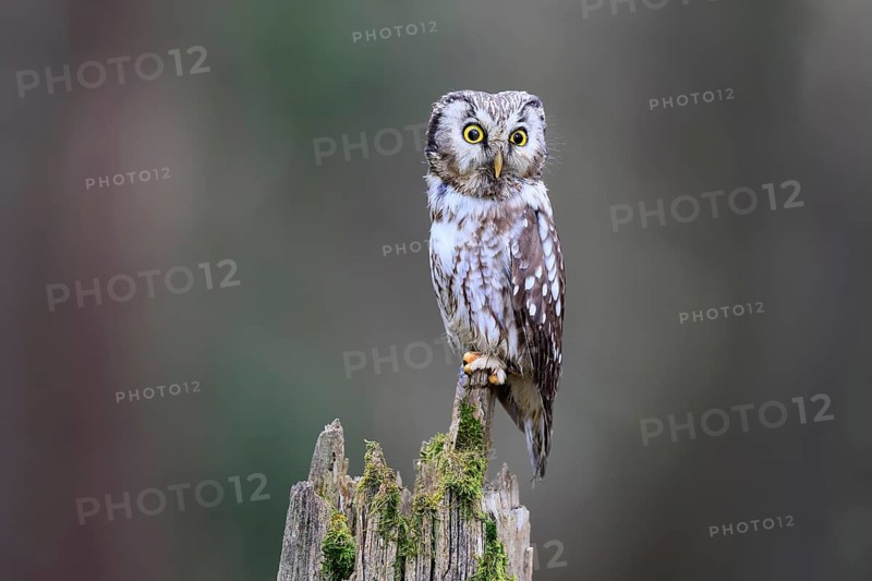 Roughfoot owl (Aegolius funereus), groufoot owl, adult, perch, alert, in winter, Bohemian Forest, Czech Republic, Europe, Germany