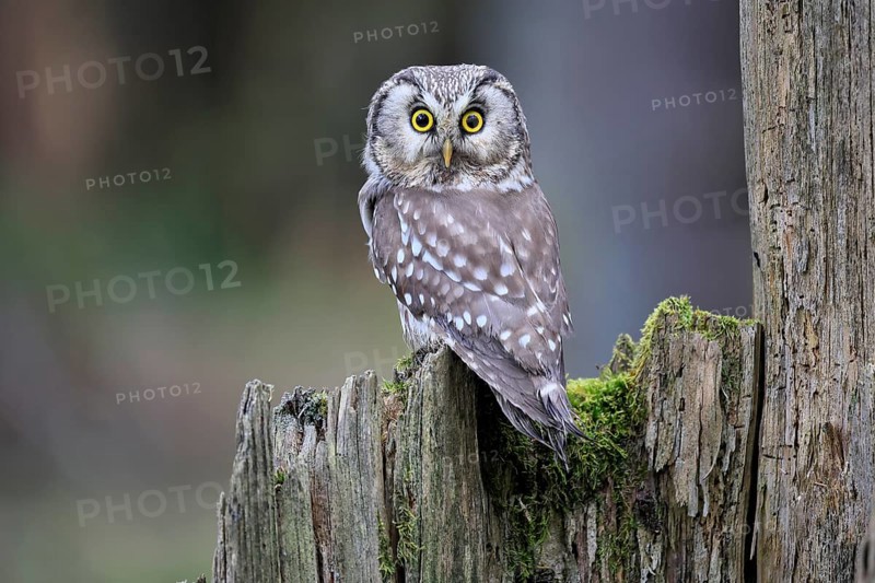 Roughfoot owl (Aegolius funereus), groufoot owl, adult, perch, tree trunk, alert, in winter, Bohemian Forest, Czech Republic, Europe, Germany