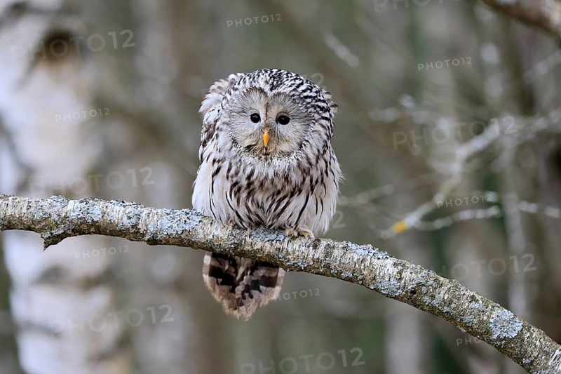 Hawk owl (Strix uralensis), adult, in winter, on branch, alert, Bohemian Forest, Czech Republic, Europe, Germany