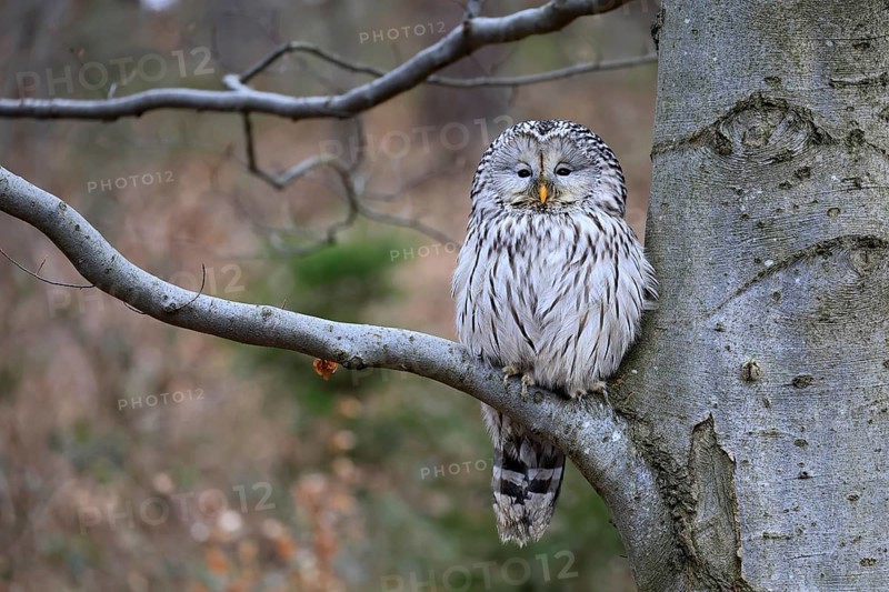 Hawk owl (Strix uralensis), adult, in winter, on tree, on tree trunk, Bohemian Forest, Czech Republic, Europe, Germany