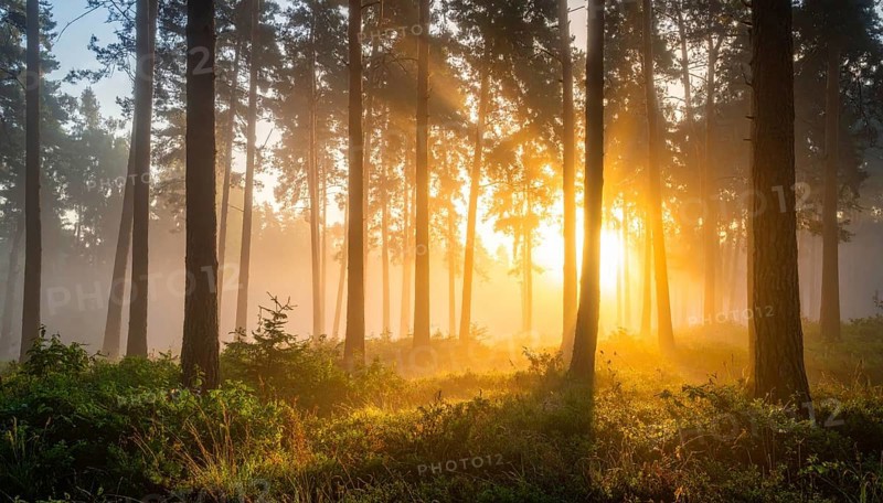 Sunlight streaming through a dense, misty forest, Fog covered forest in summer with mystic golden sunlight, spring morning landscape, backlight sunshine with sunbeams, AI generated