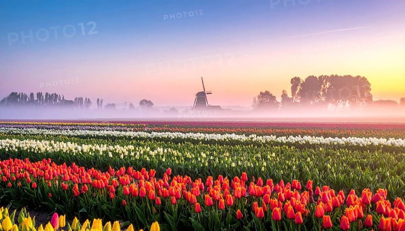 Fog covered landscape in sunrise with tulip fields and windmill in background, AI generated