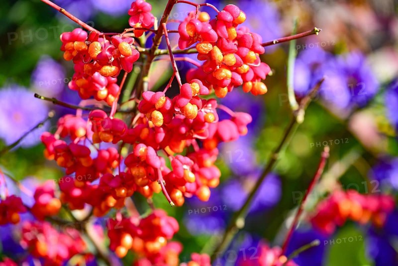 Common spindle bush (Euonymus europaeus), also European or common Pfaffenhütchen, Bavaria, Germany