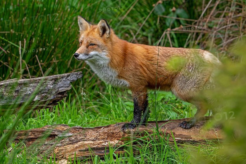 Red fox (Vulpes vulpes) hunting in grassland, meadow at edge of forest